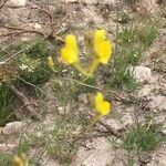 Linaria spartea flower picture by Eduardo Ramos (cc-by-sa)