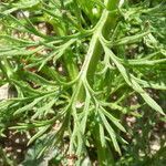 Adonis microcarpa leaf picture by Mael Taupin (cc-by-sa)