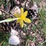 Narcissus rupicola flower picture by Diego Alex (cc-by-sa)