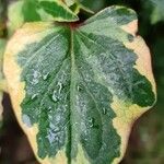 Houttuynia cordata leaf picture by Andreas Schnederle-Wagner (cc-by-sa)