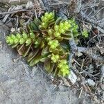 Sedum litoreum flower picture by Denis Bastianelli (cc-by-sa)