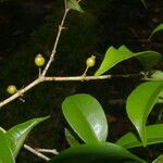 Eugenia costaricensis fruit picture by Nelson Zamora Villalobos (cc-by-nc)