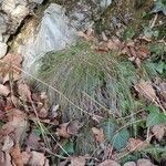 Carex alba habit picture by Yoan MARTIN (cc-by-sa)