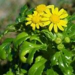 Senecio leucanthemifolius flower picture by Guillaume Labeyrie (cc-by-sa)