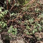 Cistus laurifolius habit picture by Collados Ana (cc-by-sa)