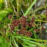 Juncus microcephalus flower picture by Trap Hers (cc-by-sa)