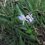 Viola lactea flower picture by claire Felloni (cc-by-sa)