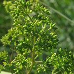 Thalictrum flavum fruit picture by claire Felloni (cc-by-sa)