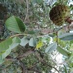 Annona crassiflora fruit picture by Thiago Flores Flores (cc-by-sa)