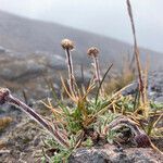 Erigeron chionophilus habit picture by Fabien Anthelme (cc-by-sa)