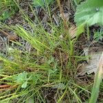 Poa bulbosa habit picture by Yoan MARTIN (cc-by-sa)