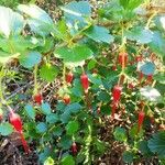 Ribes speciosum flower picture by Mellifluous Magpie (cc-by-sa)