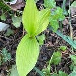 Cypripedium calceolus leaf picture by agatha baumgartner (cc-by-sa)