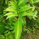 Pereskia aculeata leaf picture by Josué Mattos (cc-by-sa)