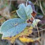 Salix pyrenaica habit picture by Yoan MARTIN (cc-by-sa)