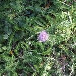 Cirsium filipendulum habit picture by Uxeli (cc-by-sa)