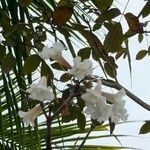 Tabebuia roseoalba flower picture by Vieira do Nascimento Paulo (cc-by-sa)