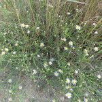 Tripolium pannonicum habit picture by Llandrich anna (cc-by-sa)