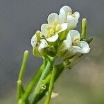 Turritis glabra flower picture by Alain Lagrave (cc-by-sa)