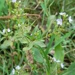 Veronica anagallis-aquatica habit picture by Trap Hers (cc-by-sa)