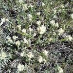 Antennaria parvifolia flower picture by Chad Hammond (cc-by-sa)