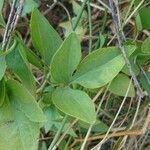 Clematis flammula leaf picture by Jordan Galli (cc-by-sa)