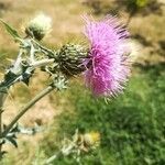 Cirsium rhaphilepis flower picture by Mejia Claudia (cc-by-sa)