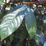 Fuchsia paniculata leaf picture by visiones (cc-by-sa)