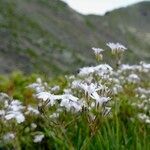 Gypsophila repens habit picture by Fabien Anthelme (cc-by-sa)