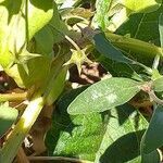 Lysimachia monelli leaf picture by Maarten Vanhove (cc-by-sa)