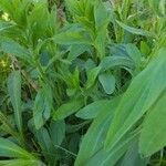 Centaurea montana habit picture by Mitchell DeBlase (cc-by-sa)