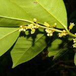 Casearia tremula flower picture by Nelson Zamora Villalobos (cc-by-nc)