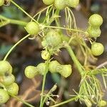 Bifora radians fruit picture by Francois Mansour (cc-by-sa)