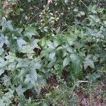 Liquidambar styraciflua habit picture by Eli Small (cc-by-sa)