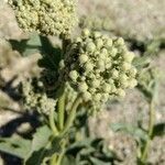 Asclepias erosa fruit picture by Dawn Case (cc-by-sa)