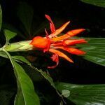 Aphelandra aurantiaca flower picture by Nelson Zamora Villalobos (cc-by-nc)