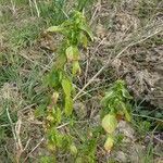 Mercurialis annua habit picture by huy HO (cc-by-sa)