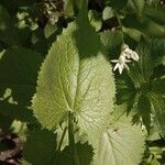 Lunaria rediviva leaf picture by Balázs Heizler (cc-by-sa)