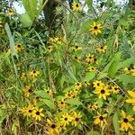 Rudbeckia triloba habit picture by Belle W (cc-by-sa)