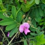 Tephrosia emeroides flower picture by susan brown (cc-by-sa)