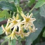 Cestrum euanthes flower picture by Trap Hers (cc-by-sa)