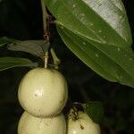 Passiflora lancearia fruit picture by Nelson Zamora Villalobos (cc-by-nc)