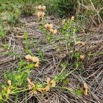 Commelina reptans flower picture by Susan Brown (cc-by-sa)