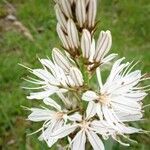 Asphodelus albus flower picture by José Delucio (cc-by-sa)