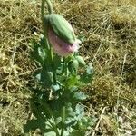 Papaver somniferum flower picture by Jean Luc DELARUELLE (cc-by-sa)