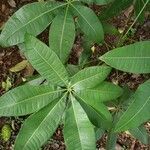 Pachira glabra leaf picture by Calsaverini Rafael (cc-by-sa)