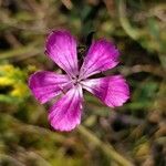 Dianthus carthusianorum flower picture by Michele Chesi (cc-by-sa)