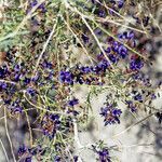 Psorothamnus schottii flower picture by Martin Bishop (cc-by-sa)