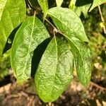 Lonicera maackii leaf picture by Marianne Geiger (cc-by-sa)