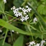 Galium palustre flower picture by Jean-Marie Frenoux (cc-by-sa)